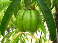 Garcinia cambogia